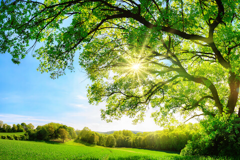 Ein grüner Baum ist zu sehen, durch welchen die Sonne straht. Das Bild soll die Möglichkeit für comdirect Kunden symbolisieren, in nachhaltige Entwicklungen investieren zu können.