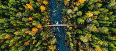 Brücke, die zwei Waldabschnitte miteinander verbindet.